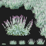 Stachys byzantina flower
