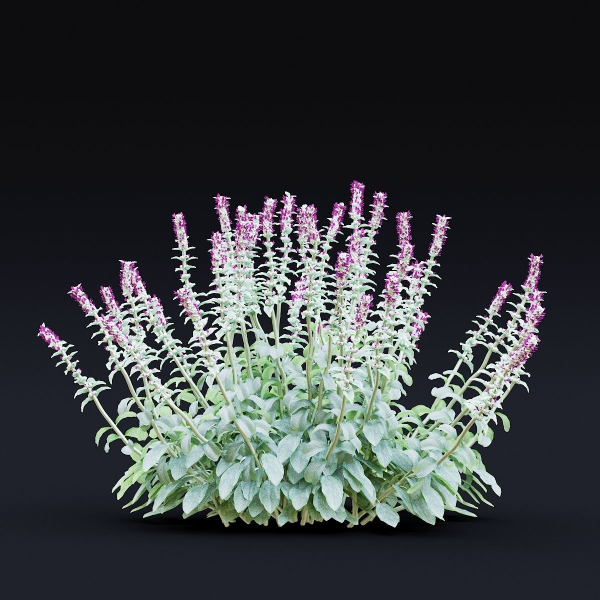 Stachys byzantina flower