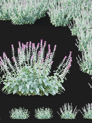 Stachys byzantina flower
