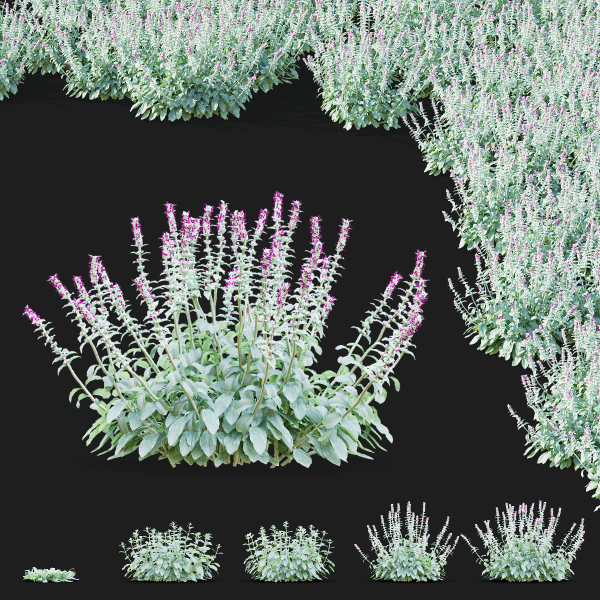 Stachys byzantina flower