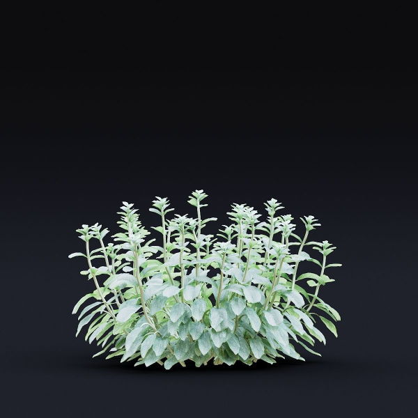 Stachys byzantina flower