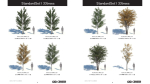 StandardSet1 33trees