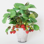 Strawberry in pot