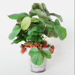 Strawberry in pot