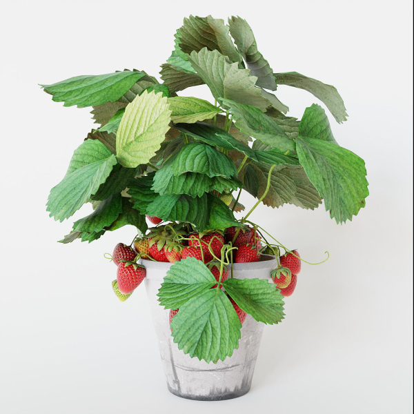 Strawberry in pot