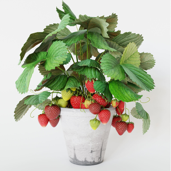 Strawberry in pot