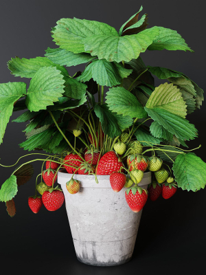 Strawberry in pot