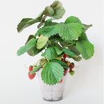 Strawberry in pot