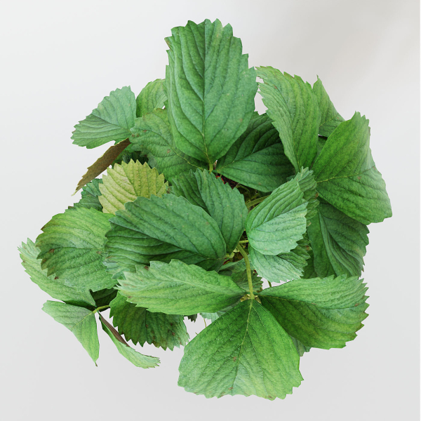 Strawberry in pot