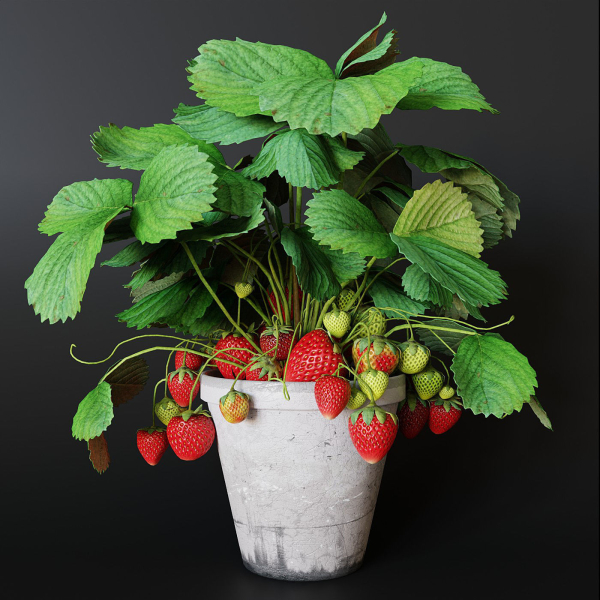 Strawberry in pot