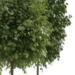Street landscape trees