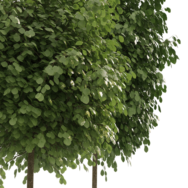 Street landscape trees