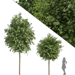 Street landscape trees