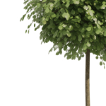 Street landscape trees