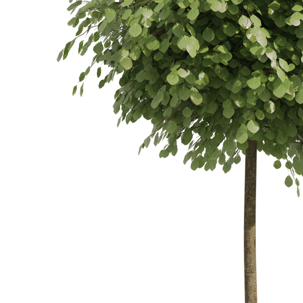 Street landscape trees