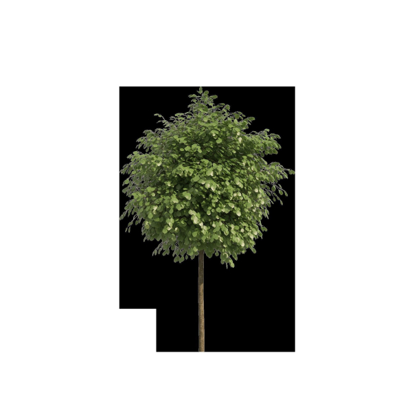 Street landscape trees