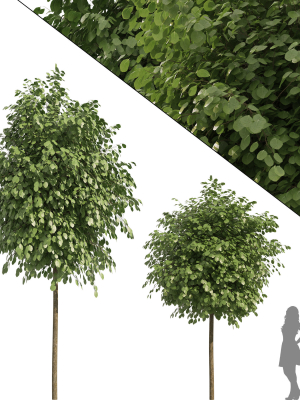 Street landscape trees