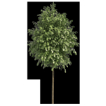 Street landscape trees