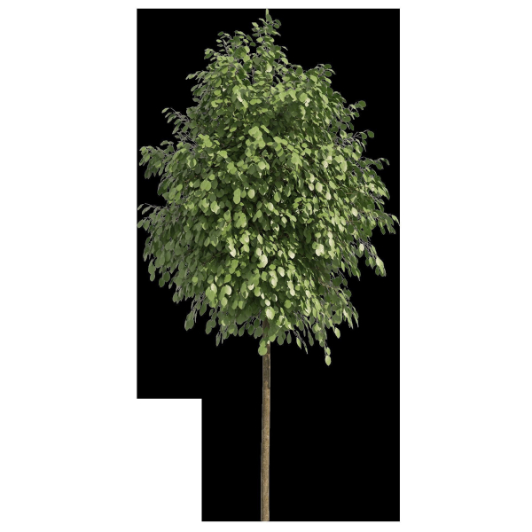 Street landscape trees