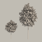 Street landscape trees