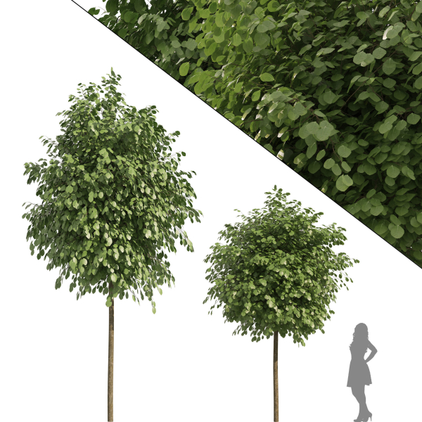 Street landscape trees