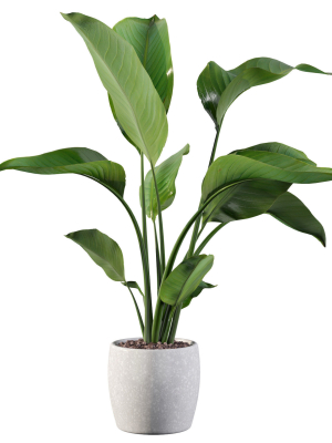 strelitzia-in-terrazio-pot-3d-model-max-obj-fbx-c4d-blend
