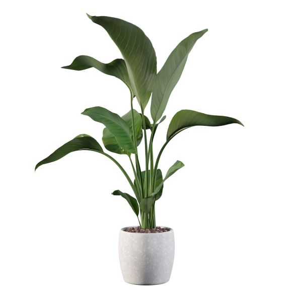 Strelitzia in terrazio pot