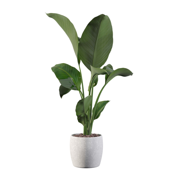 Strelitzia in terrazio pot