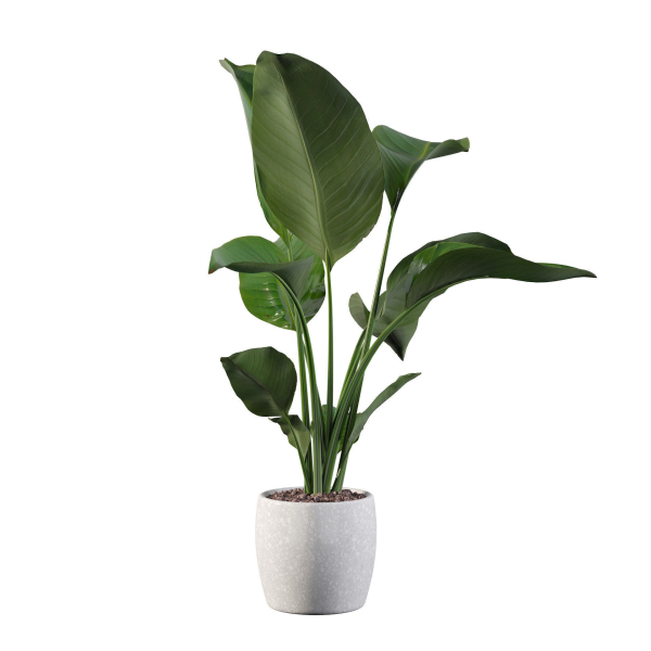 Strelitzia in terrazio pot