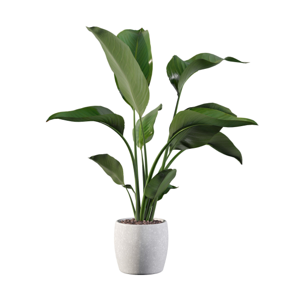 Strelitzia in terrazio pot