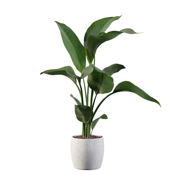 Strelitzia in terrazio pot