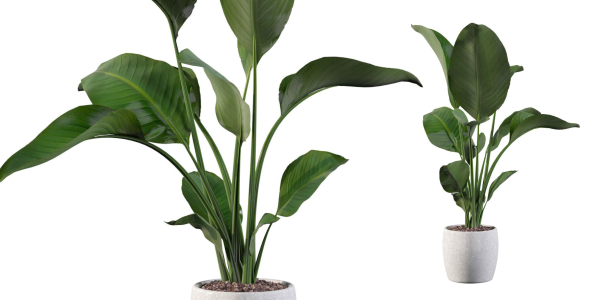 Strelitzia in terrazio pot