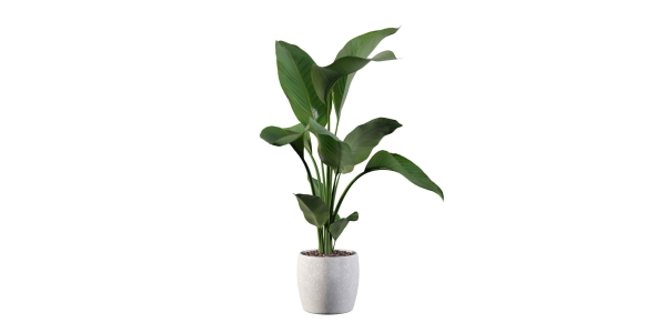 Strelitzia in terrazio pot