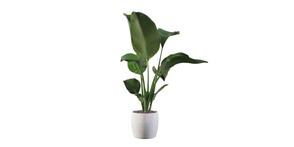 Strelitzia in terrazio pot