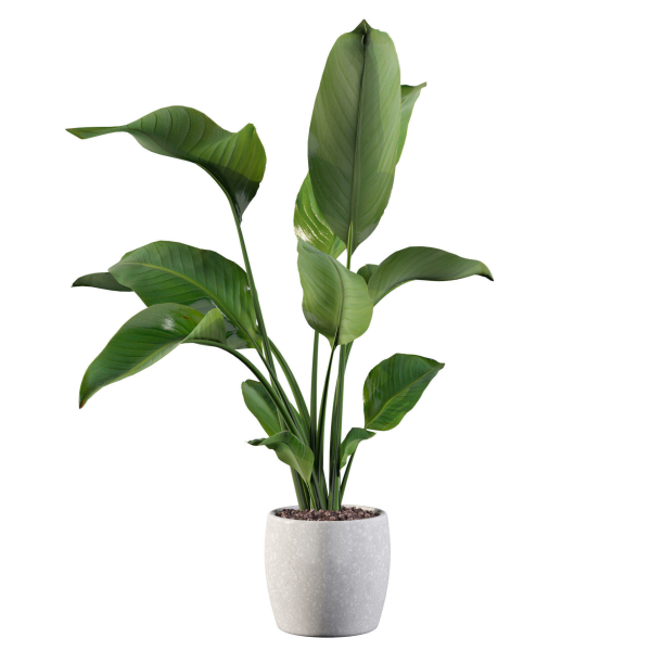 Strelitzia in terrazio pot