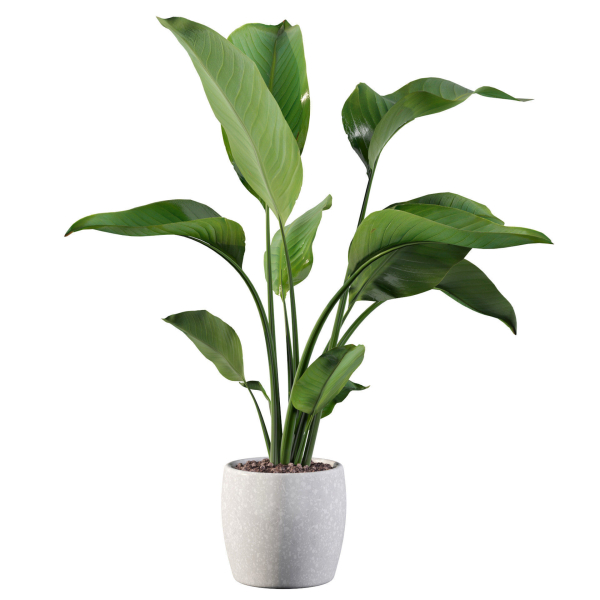Strelitzia in terrazio pot