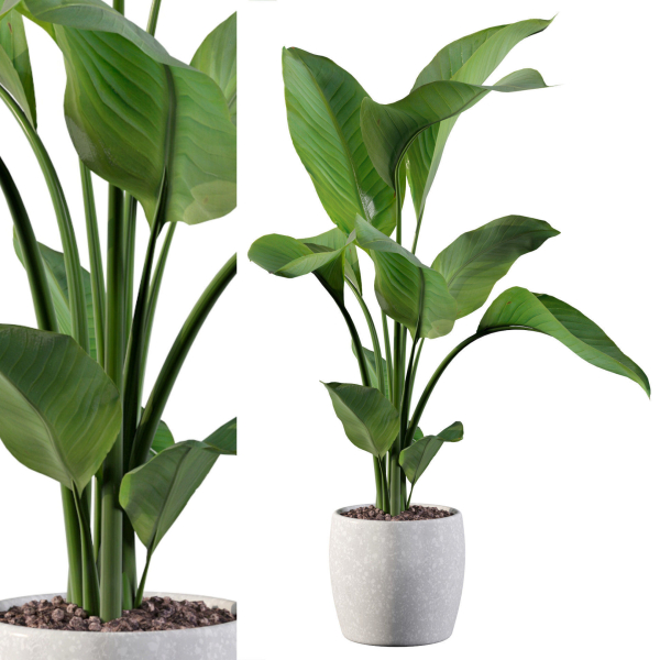 Strelitzia in terrazio pot
