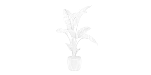 Strelitzia in terrazio pot
