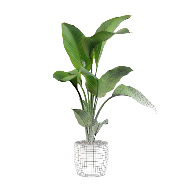 Strelitzia in terrazio pot