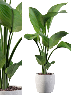 Strelitzia in terrazio pot