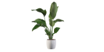 Strelitzia in terrazio pot