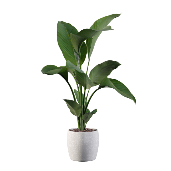 Strelitzia in terrazio pot