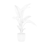 Strelitzia in terrazio pot