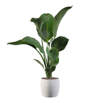 Strelitzia in terrazio pot