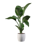 Strelitzia in terrazio pot