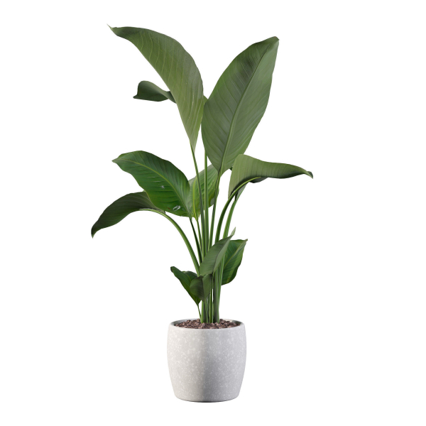 Strelitzia in terrazio pot