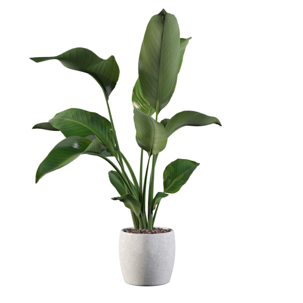 Strelitzia in terrazio pot