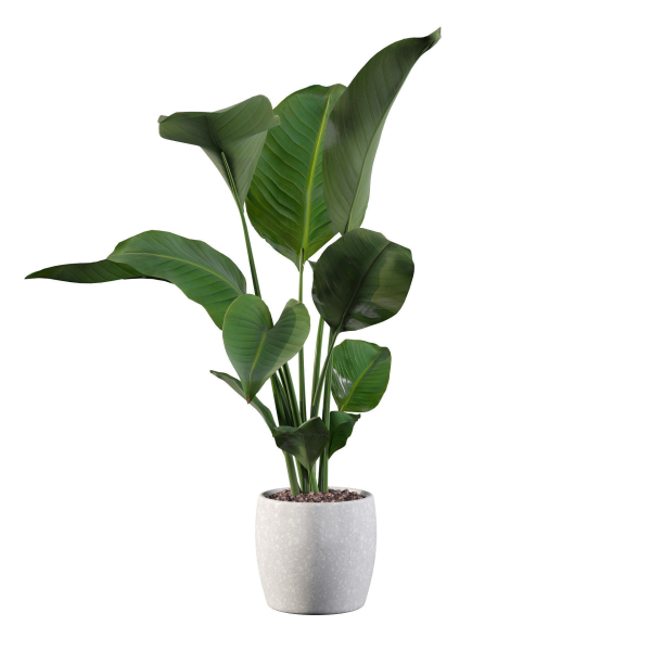 Strelitzia in terrazio pot