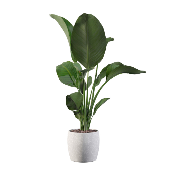 Strelitzia in terrazio pot