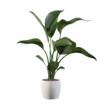 Strelitzia in terrazio pot